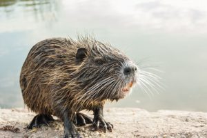 Nutria